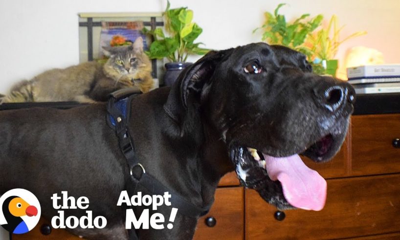 Wobbly 120-Pound Great Dane is Such a Love Bug  | The Dodo Adopt Me!