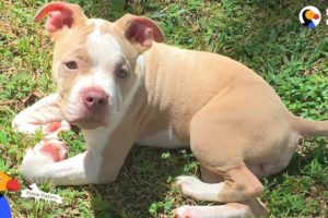 Wobbly Pit Bull Puppy Gets Sister Who Helps Her Run Again | The Dodo Pittie Nation