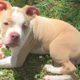 Wobbly Pit Bull Puppy Gets Sister Who Helps Her Run Again | The Dodo Pittie Nation