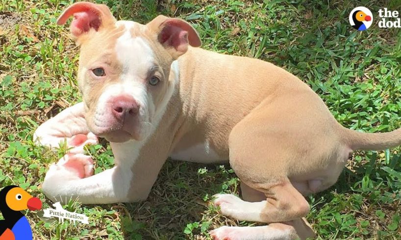 Wobbly Pit Bull Puppy Gets Sister Who Helps Her Run Again | The Dodo Pittie Nation