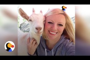 Woman Dedicates Life To Saving Baby Goats | The Dodo