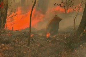 Woman Risks Her Own Safety to Rescue Burnt Koala from Australian Bushfire