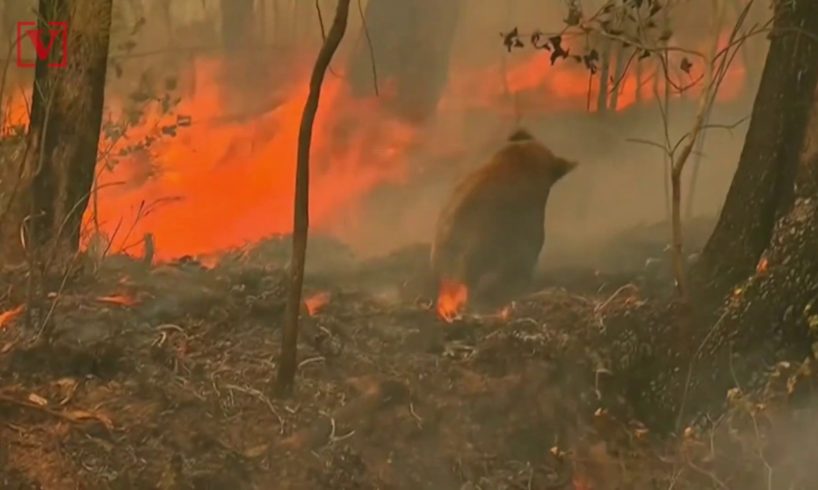 Woman Risks Her Own Safety to Rescue Burnt Koala from Australian Bushfire