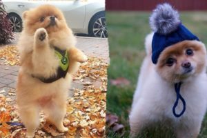Wow! All these Puppies So Cute and Doing funnies Thing ❤️ Mini Pomeranian