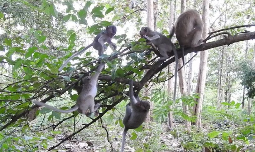 Woww! Amazing Monkeys Playing Well on the Tree - Monkey Adorable Daily Life