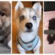 You’ve Got To See All These Cute Puppies!!! ???