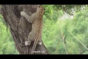 animal fight hyena vs leopard in africa