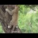 animal fight hyena vs leopard in africa