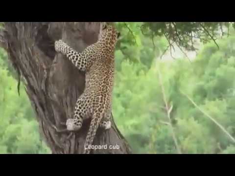 animal fight hyena vs leopard in africa