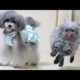cute dogs and puppies doing funny things