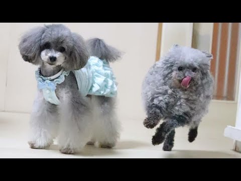 cute dogs and puppies doing funny things