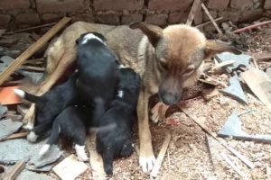 cute puppies drinking milk from mother dog - cute dog video