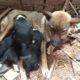 cute puppies drinking milk from mother dog - cute dog video