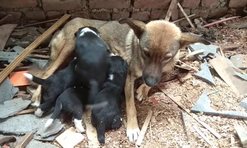 cute puppies drinking milk from mother dog - cute dog video