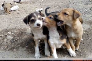 cute puppies playing India I cute puppies playing India I Cute Doggy puppies