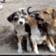 cute puppies playing India I cute puppies playing India I Cute Doggy puppies