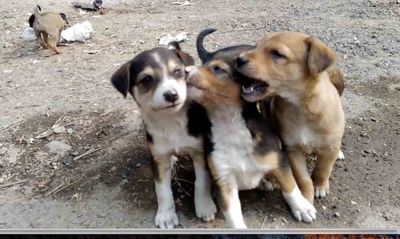 cute puppies playing India I cute puppies playing India I Cute Doggy puppies