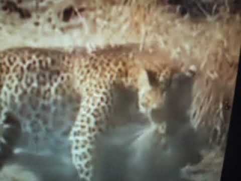 en savoir plus sur les combats d'animaux(learn about animal fights)