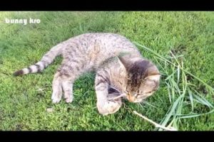 funny cat videos. cute cats. pet. new 2019. cat playing. awesome animals
