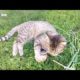 funny cat videos. cute cats. pet. new 2019. cat playing. awesome animals