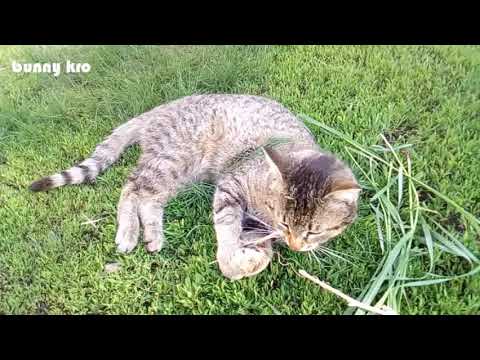 funny cat videos. cute cats. pet. new 2019. cat playing. awesome animals
