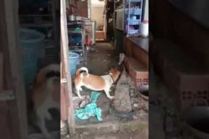 funny dog and rat fight