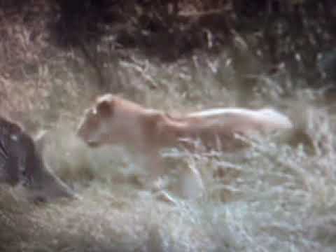 learn about animal fights