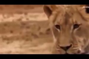 leopard vs lioness fight, animal fights