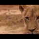 leopard vs lioness fight, animal fights