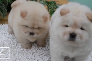 top 10 cutest puppies, Funny Puppies And Cute Puppy Videos Compilation 2019