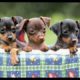 vERY cUTE pUPPIES 5