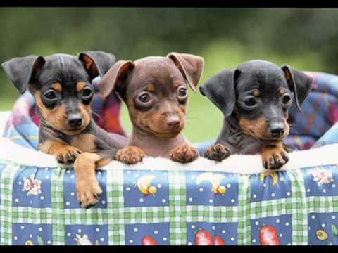 vERY cUTE pUPPIES 5