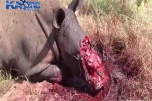 worst animal fight ever Rhino vs lion new 2016