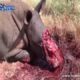 worst animal fight ever Rhino vs lion new 2016