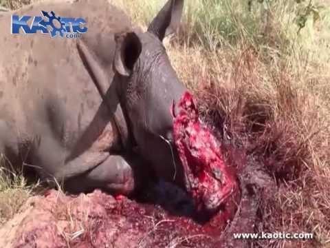 worst animal fight ever Rhino vs lion new 2016