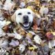 ¡Esta perrita ama el otoño! | El Dodo
