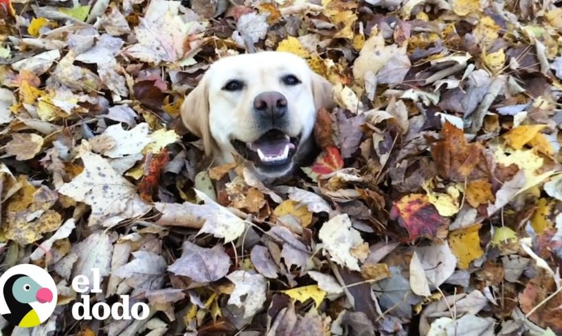 ¡Esta perrita ama el otoño! | El Dodo