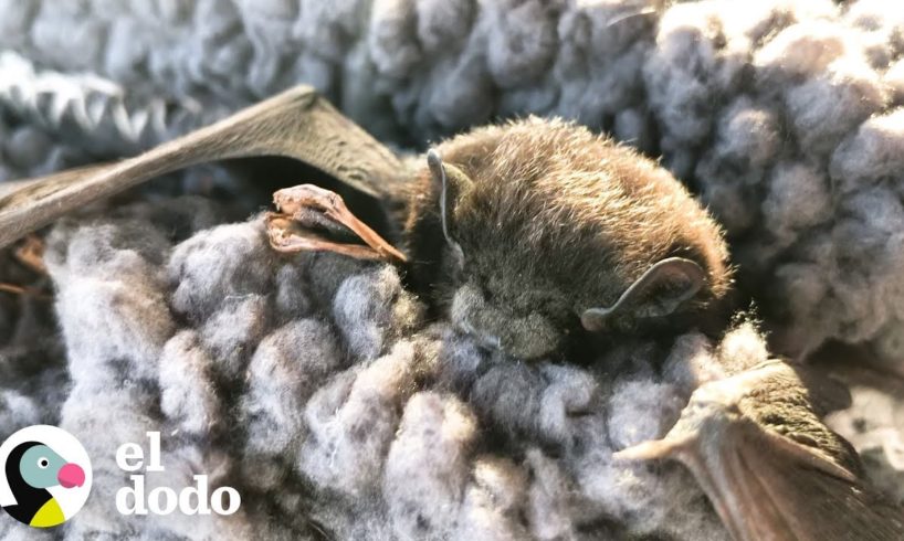 ¿Qué harías si te encuentras a un murciélago en el suelo? | El Dodo