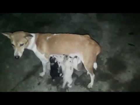 মৰম-লগা  6 Morom Logaa Cute Puppies Drinking Milk