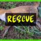 【Animal Compilation】EP15 | Top 10 How animals are rescued 2020 | Touching videos | 動物拯救隊