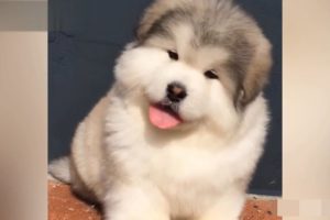 可爱的阿拉斯加婴儿犬 蠢萌 ? | Cute alaskan malamute baby puppies running