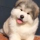 可爱的阿拉斯加婴儿犬 蠢萌 ? | Cute alaskan malamute baby puppies running