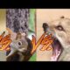 10 CRAZIEST Animal Fights Caught On Camera UP!!!