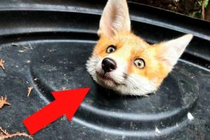 ? 10 Most Inspiring Animal Rescues ??