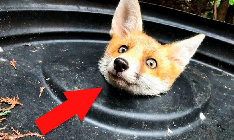 ? 10 Most Inspiring Animal Rescues ??