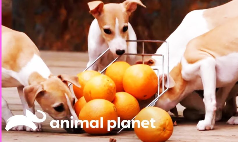 10 Whippet Pups Cause Chaos At Their Doggy Retreat | Too Cute!