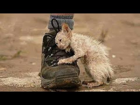 10 animal rescues that will restore your faith in humanity!