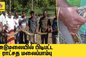 10 feet long snake rescued by Forest Officers in Tirupur district | Animals in India