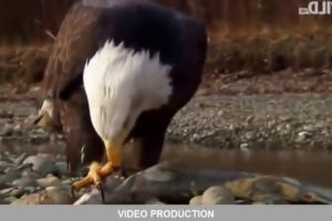 15 CRAZIEST Animal Fights Caught on Camera   Damn Nature, You Scary!