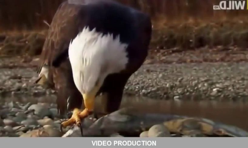15 CRAZIEST Animal Fights Caught on Camera   Damn Nature, You Scary!